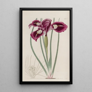 Sydenham Edwards - Thoughthreaded iris.webp