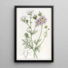 La gilia tricolore - Sydenham Edwards — quadro incorniciato alla parete