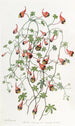 Le tropaeolum tricolore - Sydenham Edwards — vista dell’opera
