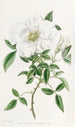La rosa della Cina a tre foglie - Sydenham Edwards — vista dell’opera