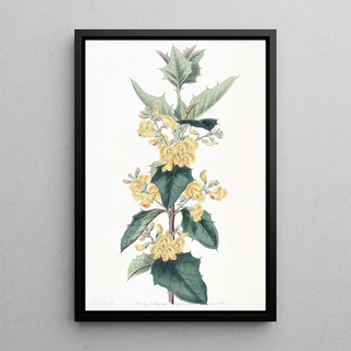 Sydenham Edwards - Threelobed Podolobium.webp