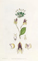 La lepanthes à trois dents - Sydenham Edwards — vista dell’opera