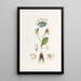 La lepanthes à trois dents - Sydenham Edwards — quadro incorniciato alla parete