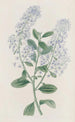 Ceanothus à thyrses - Sydenham Edwards — vista dell’opera