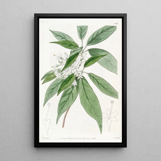 Sydenham Edwards - Thyrseflowered Reevesia.webp