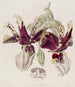 Stanhopea a Fiori Tigrati - Sydenham Edwards — vista dell’opera