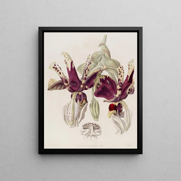 Sydenham Edwards - Tigerflowered Stanhopea.webp