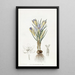 Crocus minuscule - Sydenham Edwards — quadro incorniciato alla parete