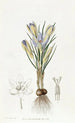 Crocus minuscule - Sydenham Edwards — vista dell’opera