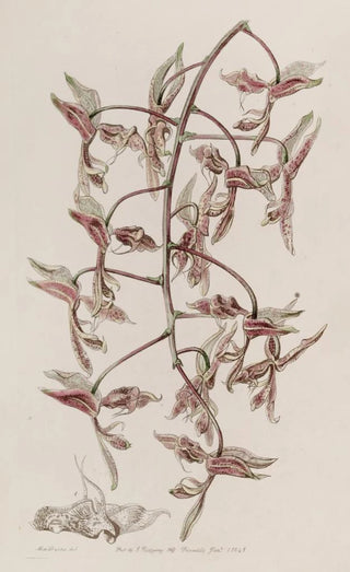 Sydenham Edwards - Toadskinned Gongora.webp