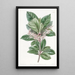Ardisia à feuilles dentées - Sydenham Edwards — quadro incorniciato alla parete