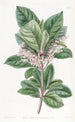 Ardisia à feuilles dentées - Sydenham Edwards — vista dell’opera