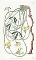 Oxalis tortueux - Sydenham Edwards — vista dell’opera