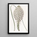 Xerophyllum à feuilles coriaces - Sydenham Edwards — quadro incorniciato alla parete