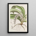 Angrec trasparente - Sydenham Edwards — quadro incorniciato alla parete