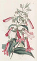 Pentstemon trasparente simile alla genziana - Sydenham Edwards — vista dell’opera