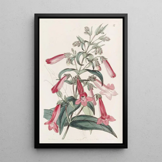 Sydenham Edwards - Transparent Gentianlike Pentstemon.webp