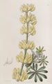 Lupin in albero - Sydenham Edwards — vista dell’opera