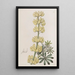 Lupin in albero - Sydenham Edwards — quadro incorniciato alla parete