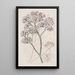 Statice en arbre - Sydenham Edwards — quadro incorniciato alla parete