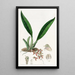 Longgland triandre - Sydenham Edwards — quadro incorniciato alla parete