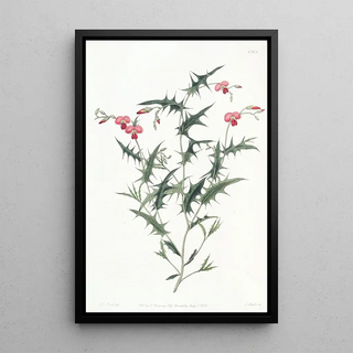 Sydenham Edwards - Triangular Chorozema.webp