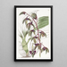 Flywort à lèvre triangulaire - Sydenham Edwards — quadro incorniciato alla parete