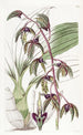 Flywort à lèvre triangulaire - Sydenham Edwards — vista dell’opera