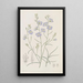 Suncress trifide - Sydenham Edwards — quadro incorniciato alla parete