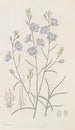 Suncress trifide - Sydenham Edwards — vista dell’opera