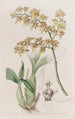 Oncidium à lèvre en truelle - Sydenham Edwards — vista dell’opera