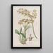 Oncidium à lèvre en truelle - Sydenham Edwards — quadro incorniciato alla parete