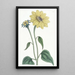 Tournesol à tige en trompette - Sydenham Edwards — quadro incorniciato alla parete