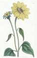 Tournesol à tige en trompette - Sydenham Edwards — vista dell’opera