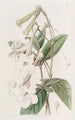 Gloxinia à fleurs tubulaires - Sydenham Edwards — vista dell’opera