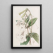 Gloxinia à fleurs tubulaires - Sydenham Edwards — quadro incorniciato alla parete