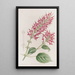 Sauge à fleurs tubulaires - Sydenham Edwards — quadro incorniciato alla parete