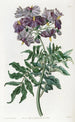Solanum sans tubercule - Sydenham Edwards — vista dell’opera