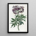 Solanum sans tubercule - Sydenham Edwards — quadro incorniciato alla parete