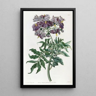 Sydenham Edwards - Tuberless Solanum.webp