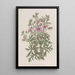Géranium tubéreux variété ramifiée - Sydenham Edwards — quadro incorniciato alla parete