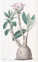 Pachypodium tubéreux - Sydenham Edwards — vista dell’opera