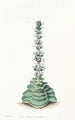 Crassula à tourelles - Sydenham Edwards — vista dell’opera
