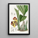 BarrelOrchis bicolore - Sydenham Edwards — quadro incorniciato alla parete