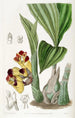 BarrelOrchis bicolore - Sydenham Edwards — vista dell’opera
