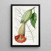 Brugmansia bicolore - Sydenham Edwards — quadro incorniciato alla parete