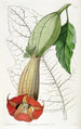 Brugmansia bicolore - Sydenham Edwards — vista dell’opera