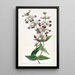 Collinsia bicolore - Sydenham Edwards — quadro incorniciato alla parete