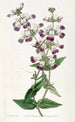 Collinsia bicolore - Sydenham Edwards — vista dell’opera