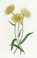 Elichrysum bicolore - Sydenham Edwards — vista dell’opera